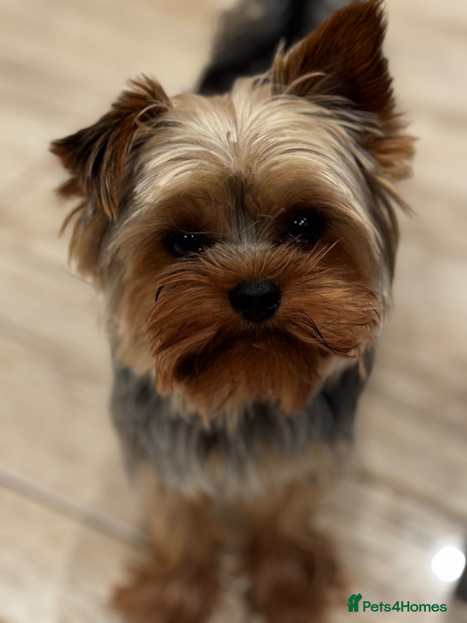Yorkshire Terrier dogs KC Champion Bloodline Yorkshire Terrier Stud Ava - Advert 1