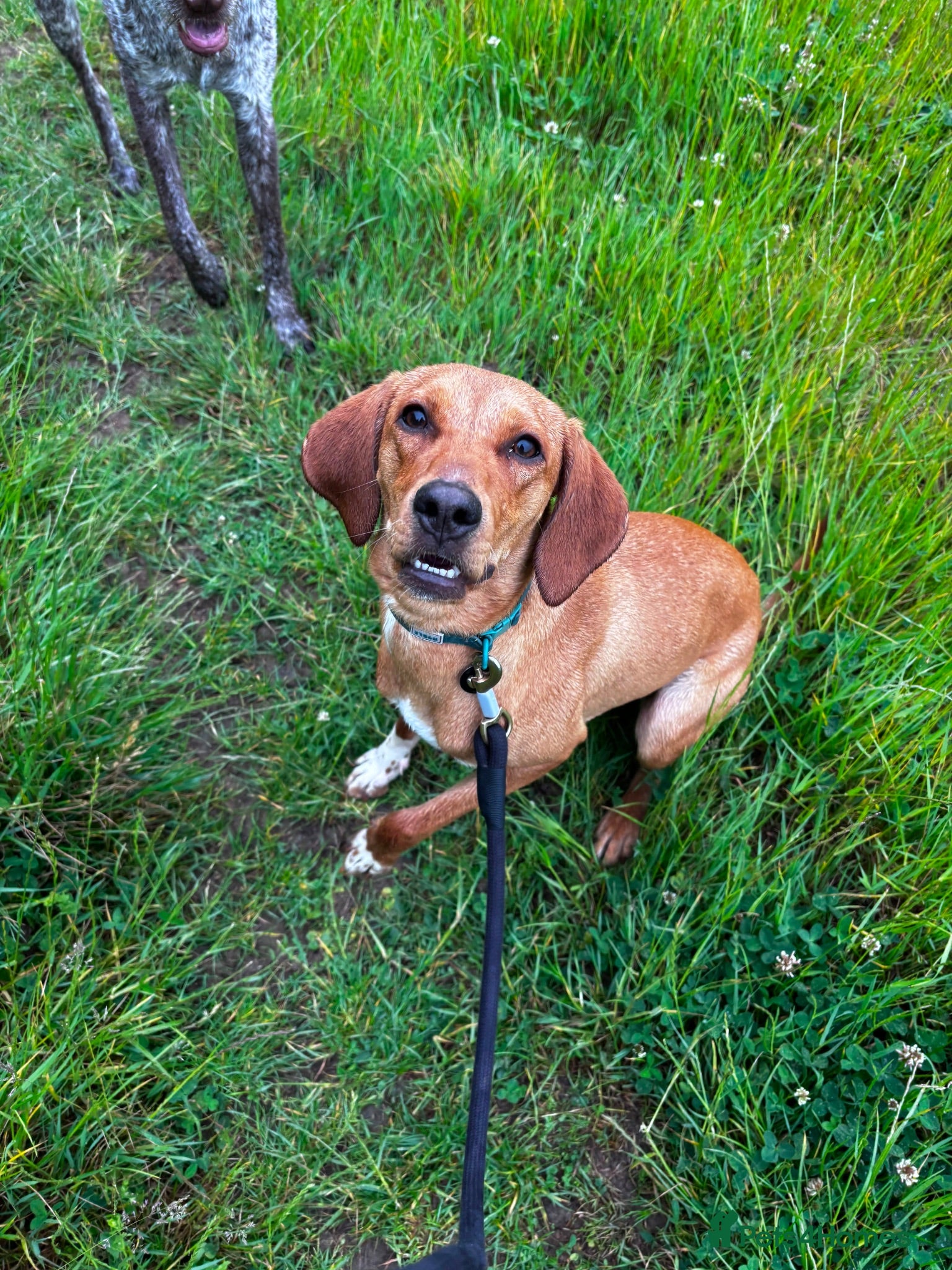 Mixed Breed dogs Puppy Ginny is ready for her forever family! - Advert 1