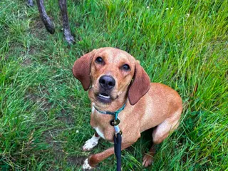 Mixed Breed dogs Puppy Ginny is ready for her forever family! - Advert 1