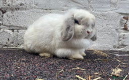 Mini Lop rabbits for sale: True typed Minilops  - Image 1