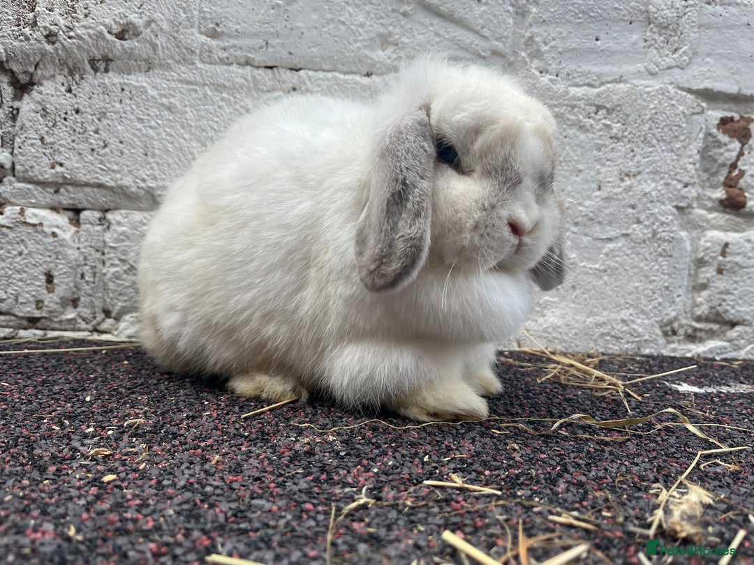 Mini Lop rabbits for sale: True typed Minilops  - Image 1