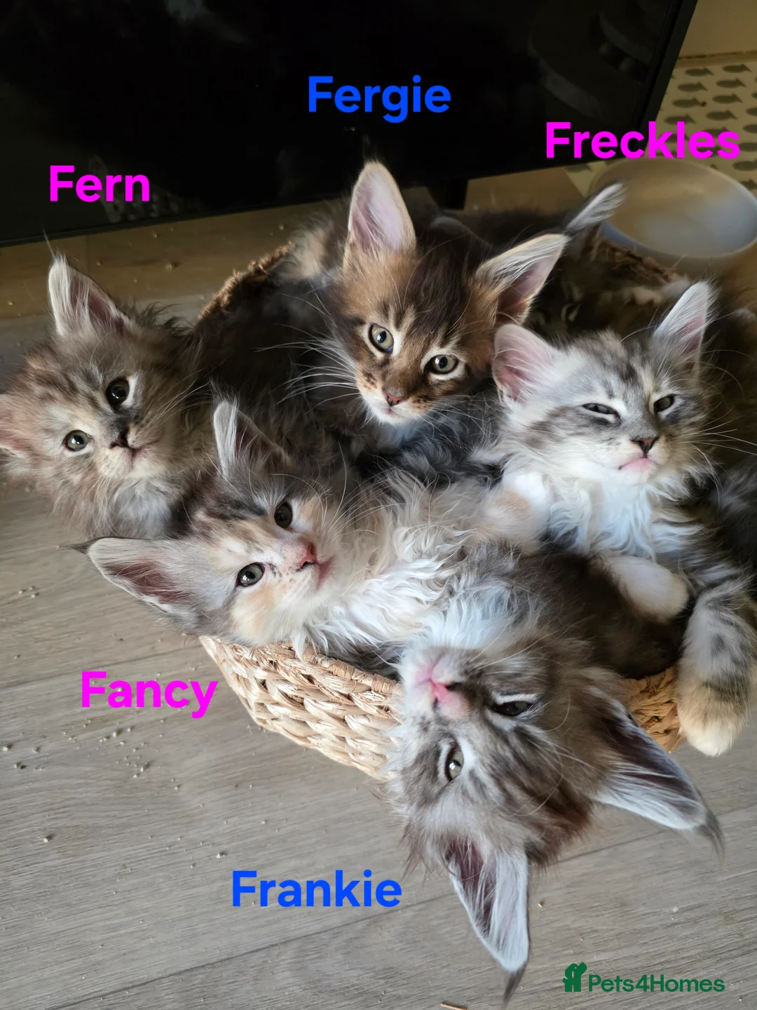 Maine Coon cats for sale: Rare Pure Breed Mainecoon Kitten - Advert 2