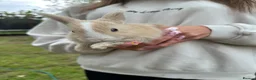 Mixed Breed rabbits for sale: Mixed gender rabbits - Advert 3