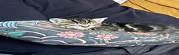 Mixed Breed cats for sale: Tabby kittens for sale  in Prenton - Advert 6