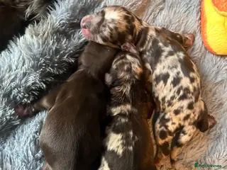 Cockapoo dogs 💙Beautiful,super friendly,Cockapoo F1 Puppies - Advert 3