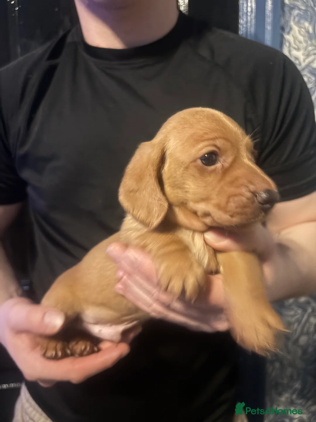 Miniature Dachshund dogs for sale: Ready now Beautiful miniature dachshunds  - Advert 14