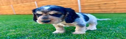 Cocker Spaniel dogs for sale: Beautiful Show CockerSpaniel Babies 🐾🐾🐾  - Advert 11