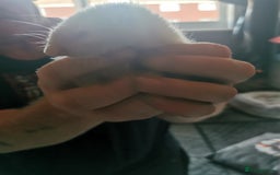 Ferret rodents for sale: Jill's  - Image 9