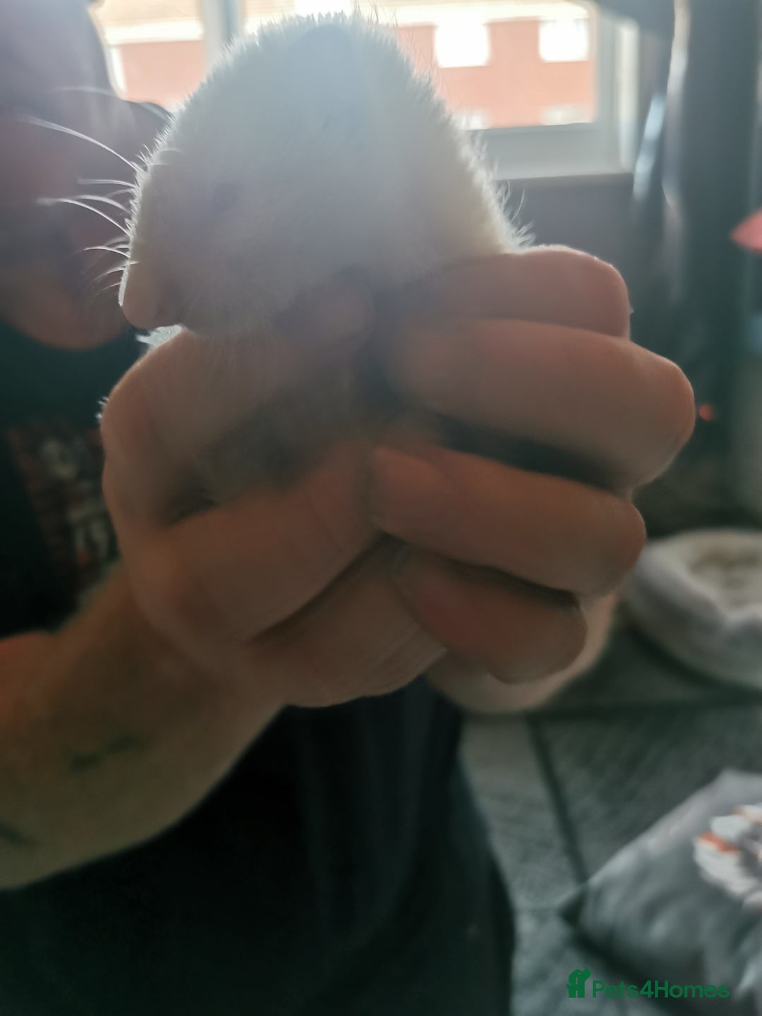 Ferret rodents for sale: Jill's  - Image 9