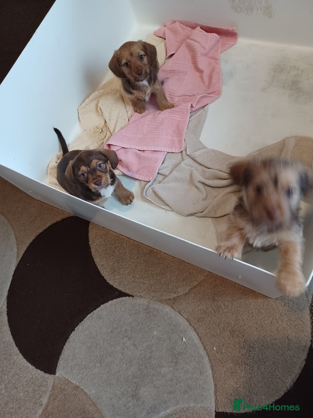 Mixed Breed dogs for sale: Schweenie - Shih Tzu  x Dachshund  - Image 5