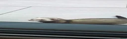 Ferret rodents for sale: Two working line Jill Ferrets need rehoming - Advert 4