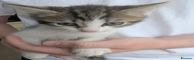 Tubby tabby
