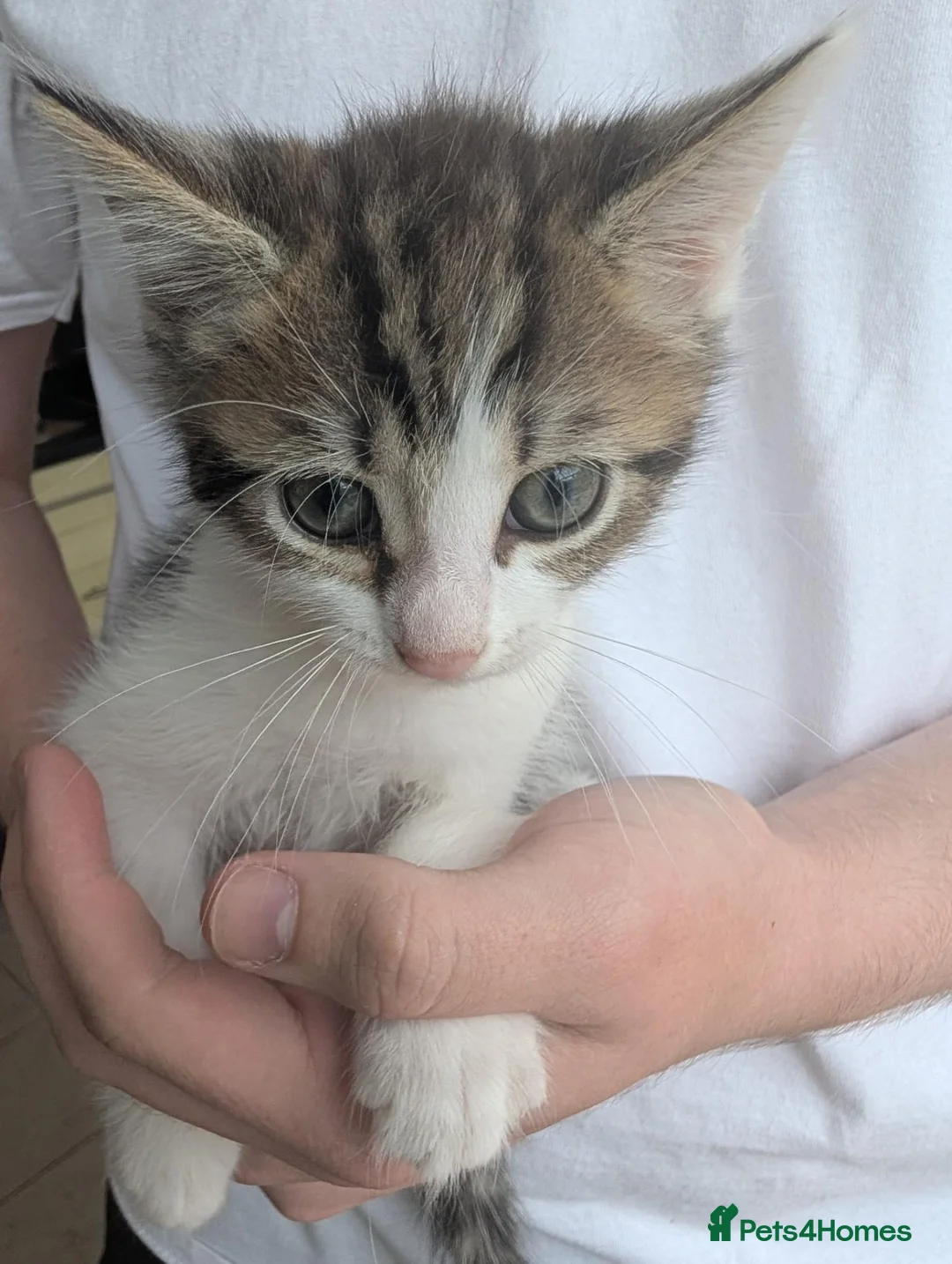Mixed Breed cats for sale: Dave's baby - Advert 2