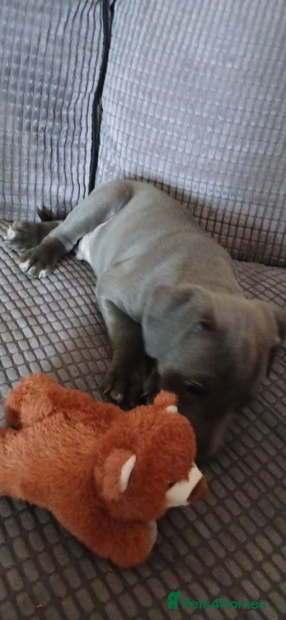 Mixed Breed dogs for sale: English bulldog cross lurcher for sale £600 - Advert 6