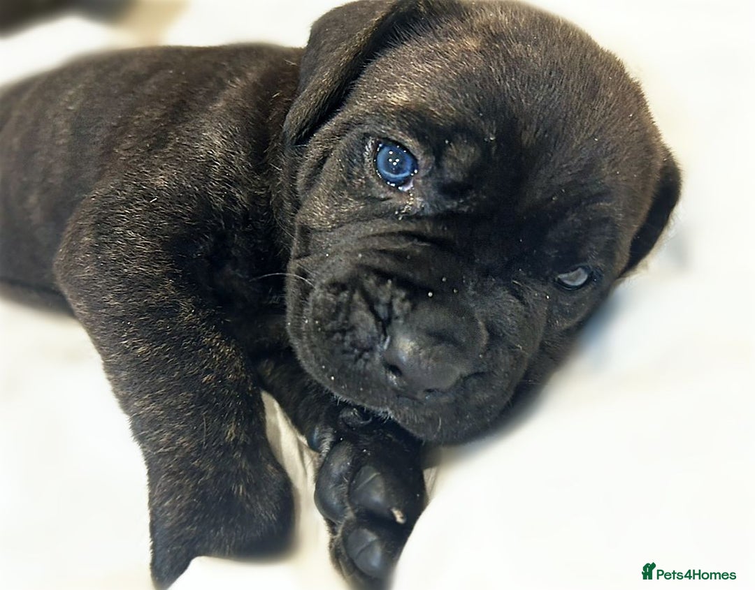 Cane Corso dogs for sale: Cane Corso Puppies Looking for Their Forever Homes - Advert 1