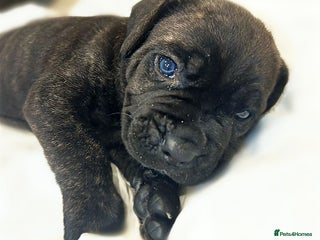 Cane Corso dogs for sale: Cane Corso Puppies Looking for Their Forever Homes - Advert 1