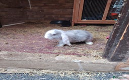 French Lop rabbits for sale: Giant lops beautiful example  - Image 8