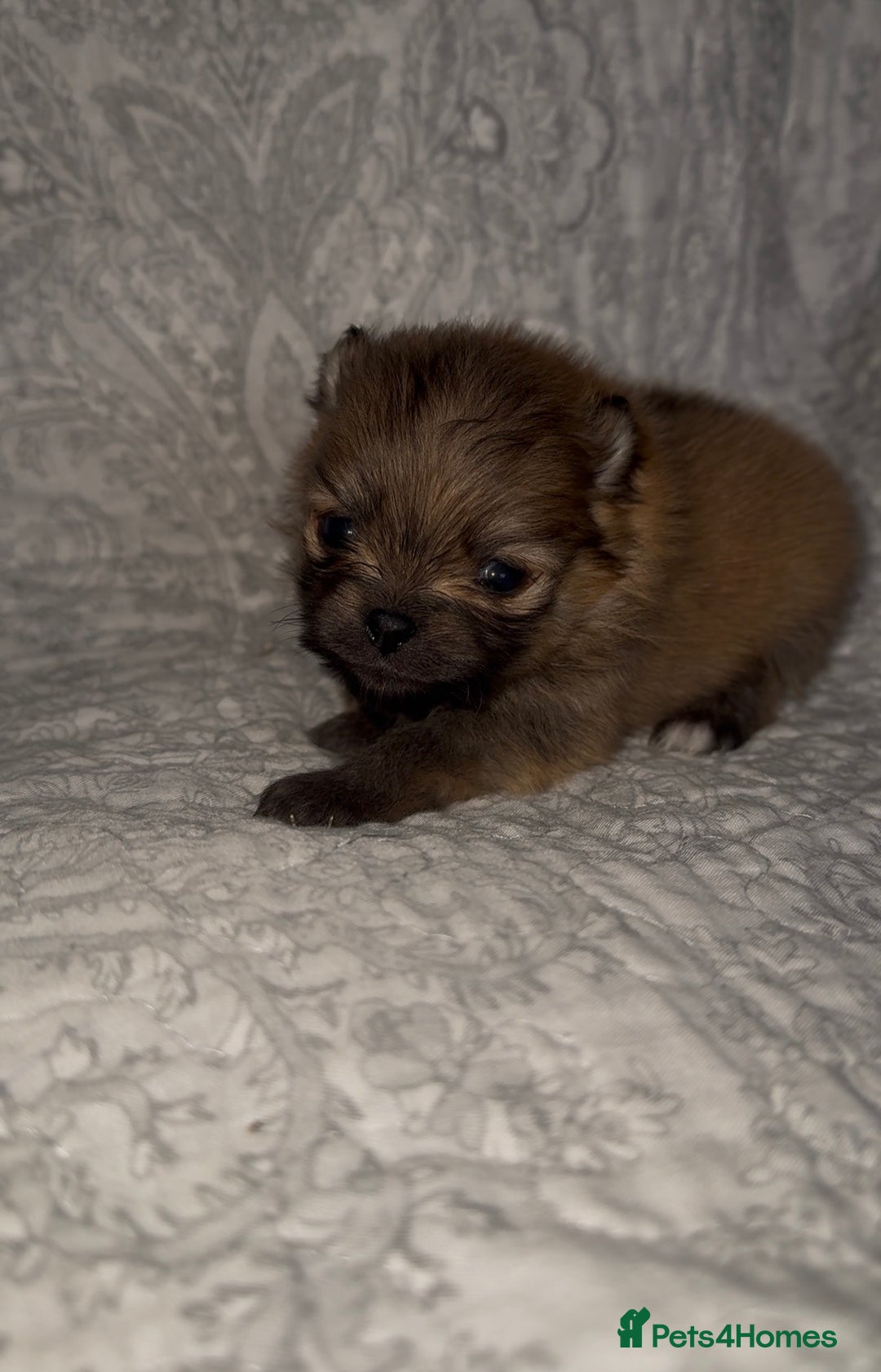 Pomeranian dogs for sale: EXTRA SMALL POMERANIAN GIRLS - Image 6