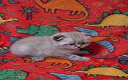 Scottish Fold cats for sale: Scottish Fold/Straight Kittens For Sale  - Image 17