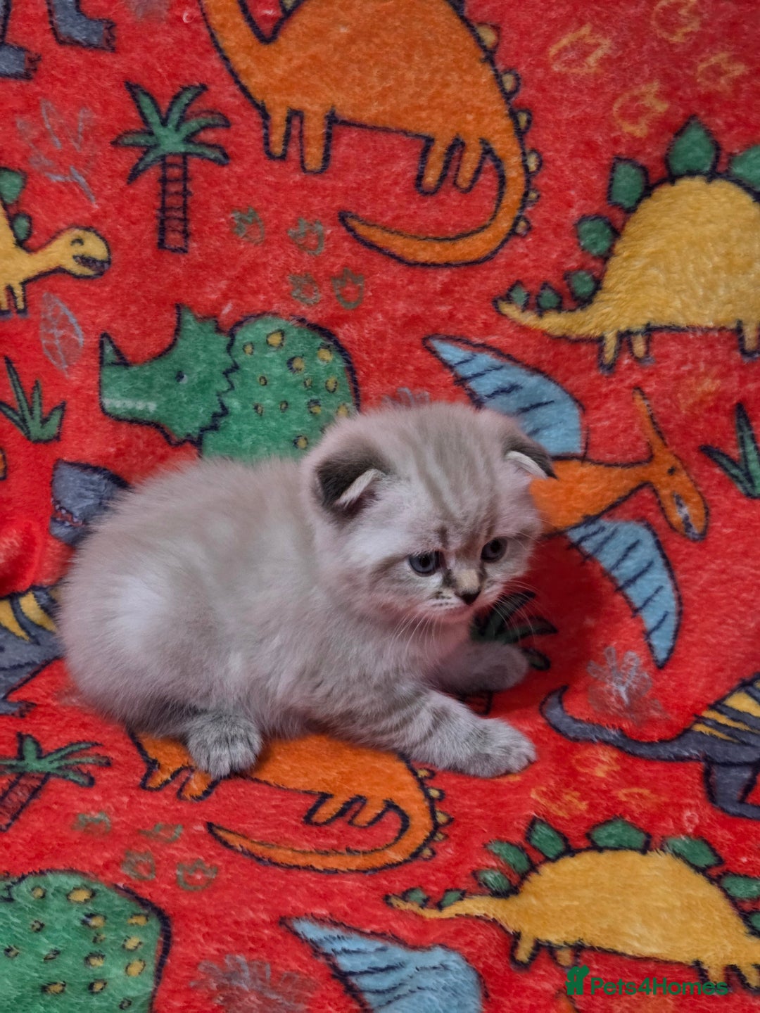 Scottish Fold cats for sale: Scottish Fold/Straight Kittens For Sale  - Image 17