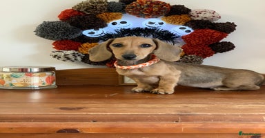 Miniature Dachshund dogs - Advert 1
