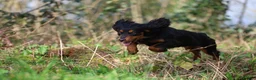 Cocker Spaniel dogs for stud: Stunning Black and Tan stud - Advert 6