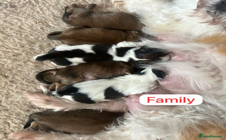 Shih Tzu dogs - Advert 4