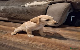 Goldador dogs for sale: Goldador Girl LAST ONE - Image 4