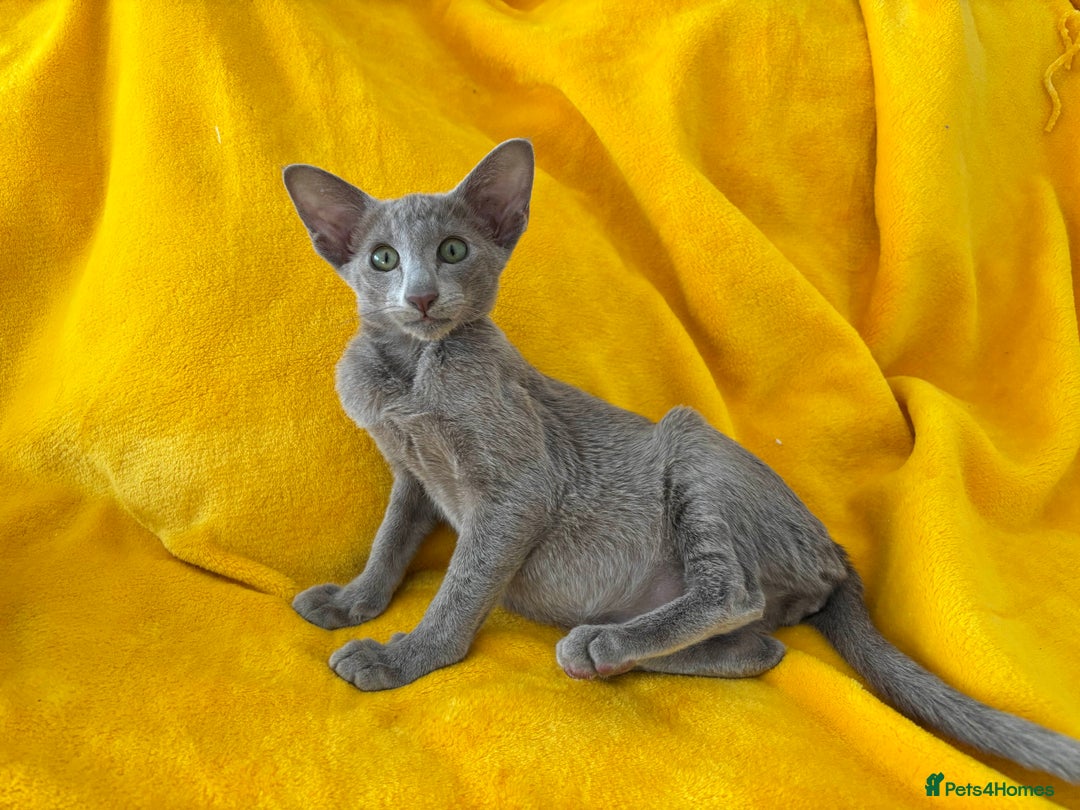 Oriental cats for sale: lilac solid girl and chocolate point boy - Image 5
