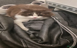 Ragdoll cats for sale: Ragdoll cross Scottish fold - Image 2