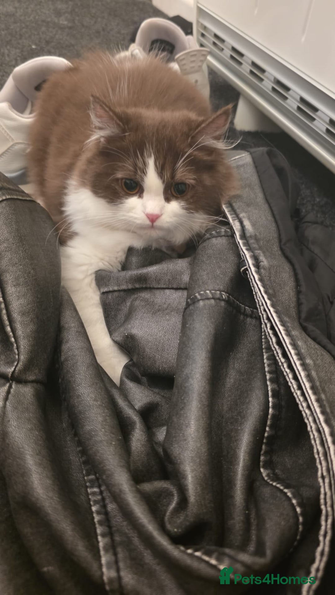 Ragdoll cats for sale: Ragdoll cross Scottish fold - Image 2