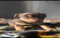 Jack Russell dogs for sale: Wenlock Jack Russell puppies  - Image 7