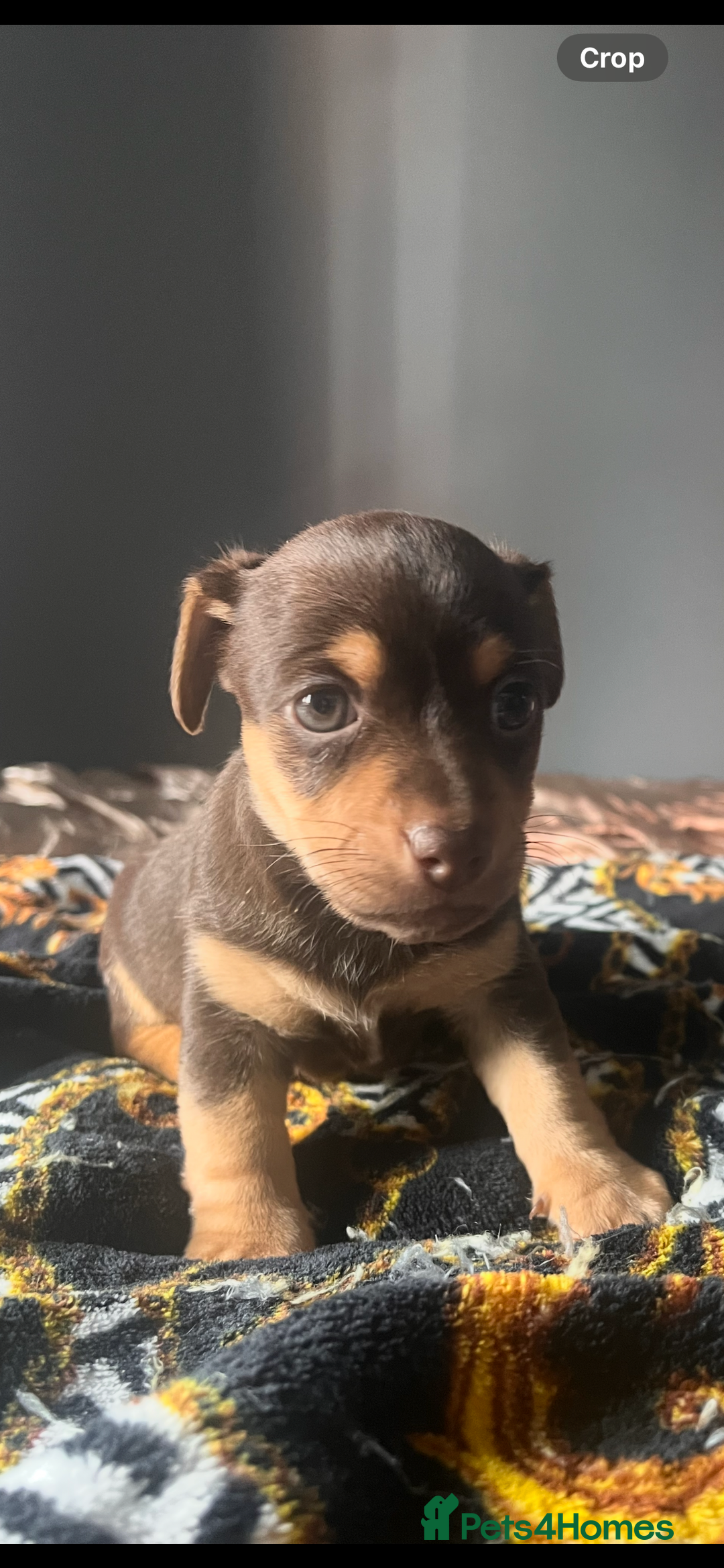 Jack Russell dogs for sale: Wenlock Jack Russell puppies  - Image 7