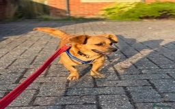 Mixed Breed dogs for adoption: Lovely Luna looking for LOVE - Image 17