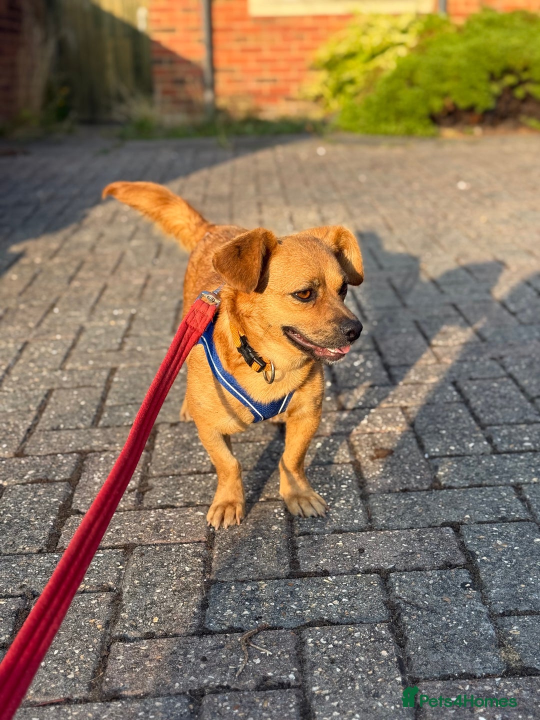 Mixed Breed dogs for adoption: Lovely Luna looking for LOVE - Image 17