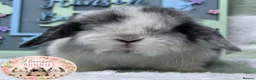 Mini Lop rabbits for sale: Lovely Litter Of Mini Lops - Advert 3