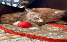Mixed Breed cats for sale: Stunning kittens ready now - Image 1
