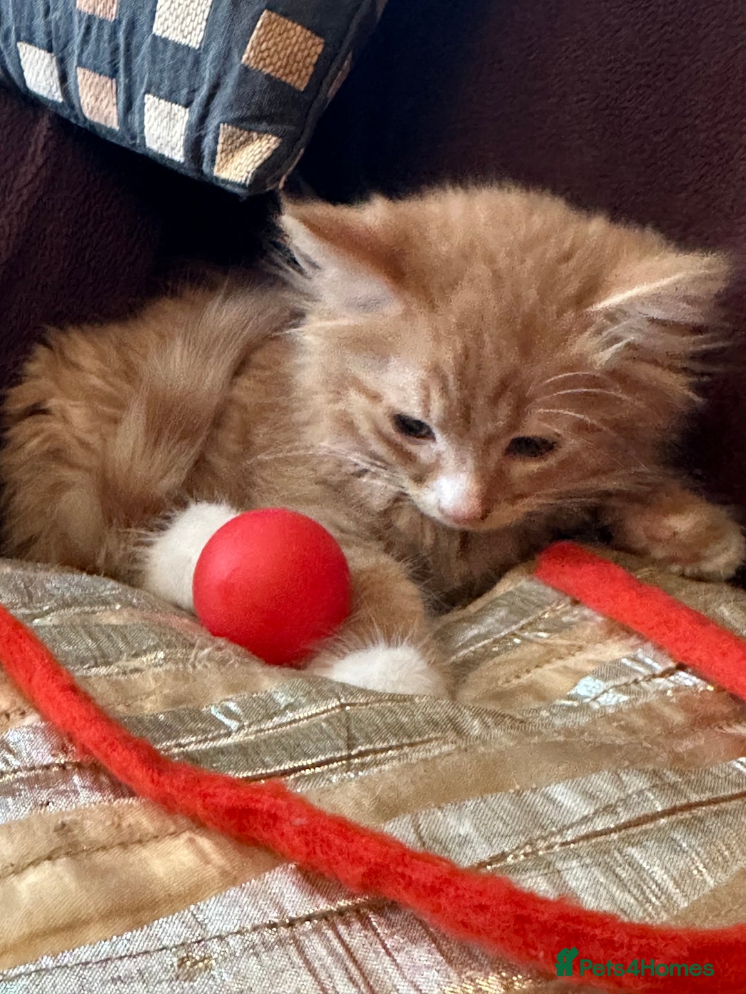 Mixed Breed cats for sale: Stunning kittens ready now - Image 1