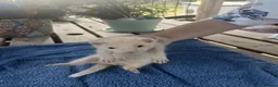 Ferret rodents for sale: Beautiful Ferret Kits for sale  - Advert 13