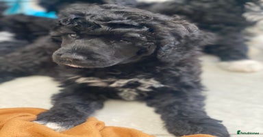Portuguese Water Dog dogs - Advert 3