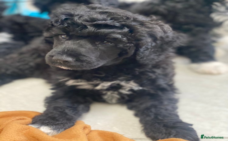 Portuguese Water Dog dogs - Advert 15