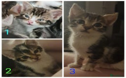 Aegean cats for sale: Aagean x bombay kittens  - Image 1
