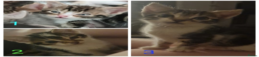 Aegean Kitten 1