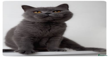 British Shorthair cats - Advert 6