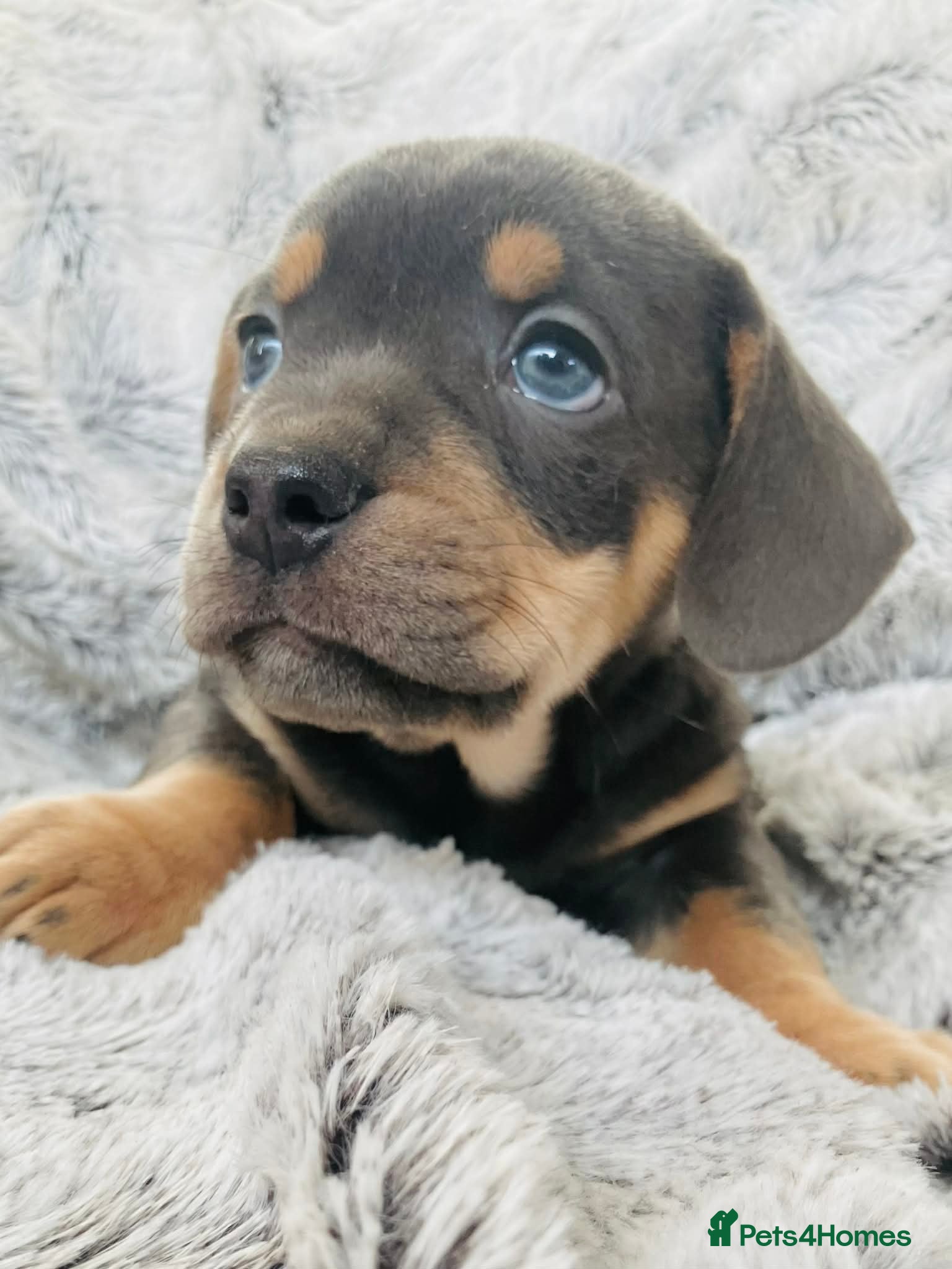 Mixed Breed dogs Bulldog x Mini Dachshund Puppies - Advert 15