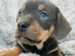 Mixed Breed dogs Bulldog x Mini Dachshund Puppies - Advert 15