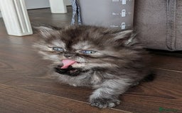 Persian cats for sale: Beautiful Persian kittens  - Image 10