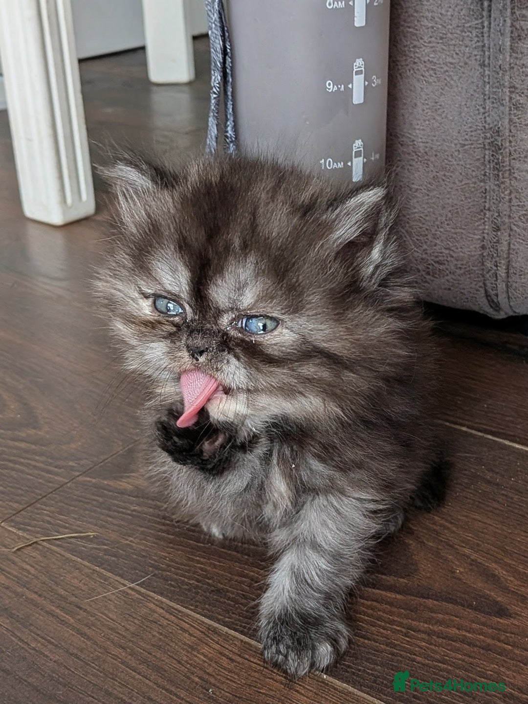 Persian cats for sale: Beautiful Persian kittens  - Image 10