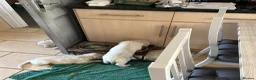 Golden Retriever dogs for sale: 1 Handsome Cream Golden Retriever Boy - Advert 4