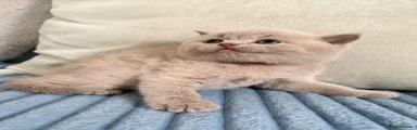 British Shorthair 3